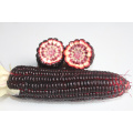 Purple organic sweet  corn seeds planter